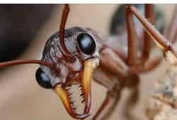 ANT COLONY (ANTS)