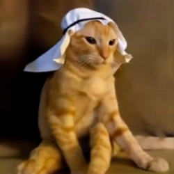 arab-cat-arab