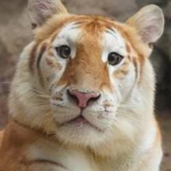 Ava The Golden Tiger (AVA)