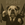 Babydog (BABYDOG)