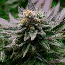 CANNABIS (CANA)