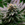 CANNABIS (CANA)