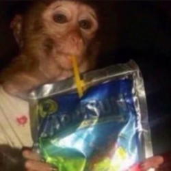 Caprisun Monkey (CAPRI)