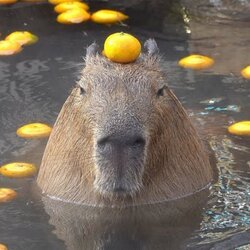 Capybara (CAPY)