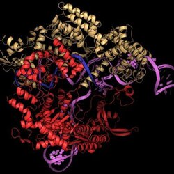 Cas9 (CRISPR)