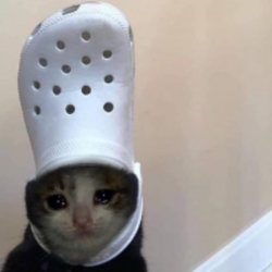 croc-cat-croc