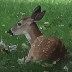 Deer Seized by US Government (BABY)