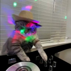 DJCAT (DJCAT)