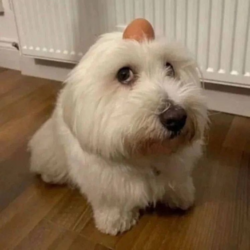 Dog with egg on head (EGG)