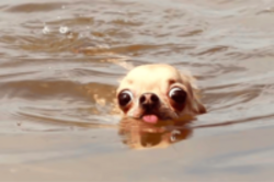 Doginwotah (WATER)