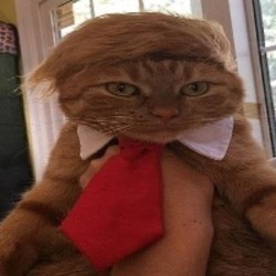 donaldcat-dc