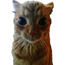 Gakster (GAK)