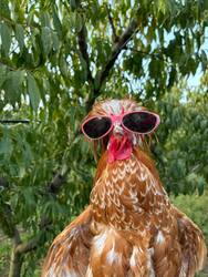Gallo the Hen (GALLO)