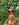 Gallo the Hen (GALLO)
