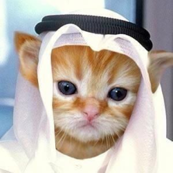 Habibi (Sol) (HABIBI)