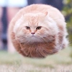 Hover Cat (HCAT)