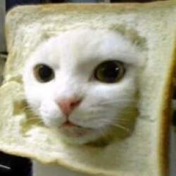 inbred-cat-inbred