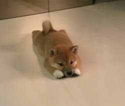 inu-inu