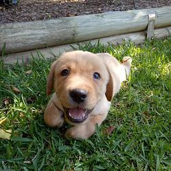 Jake (JAKE)