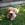 Jake (JAKE)