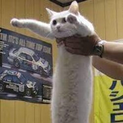 Longcat (LONG)