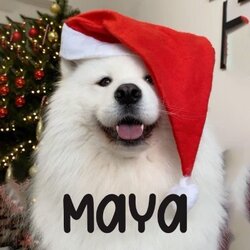 Maya (MAYA)