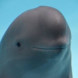 Miharu The Smiling Dolphin ($MIHARU)