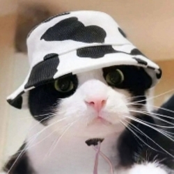 moocat-moocat