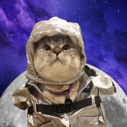 moon-cat-mc