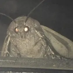 Moth (MOTH)
