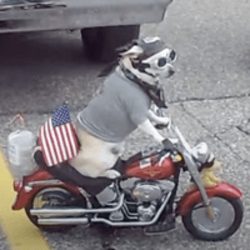 MOTO DOG (TOBI)