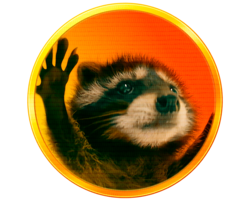 Pedro the Raccoon (PEDRO)