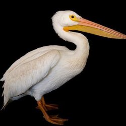 Pelican (PELICAN)