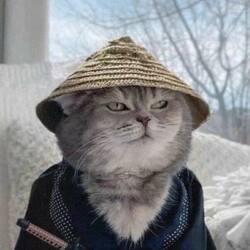 samurai-cat-yuki