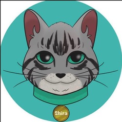 shira-cat-catshira