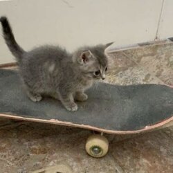 SkateCat (SKATECAT)