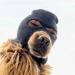 ski-mask-dog-ski