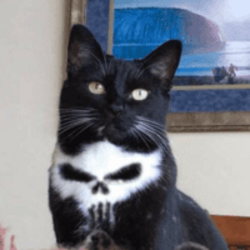 skull-cat-$skullcat