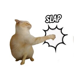 Slap cat (SLAP)