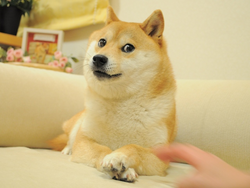 the-doge-nft-dog