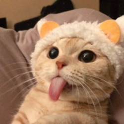 tongue-cat-luis