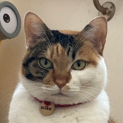 Totakeke's Sister (MIKE)