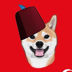 turk-shiba-tushi