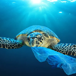 Unbagging The Ocean (UNBAGGED)