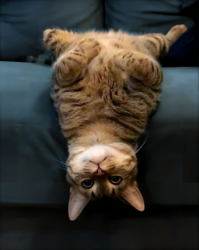 upsidedowncat-usdcat