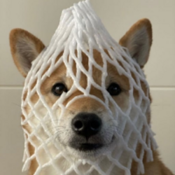 wrapped-dog-wdog