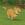 Zoomie